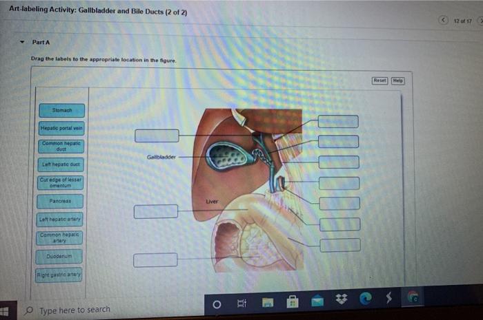 Art-labeling activity the anatomy of the gallbladder and bile ducts