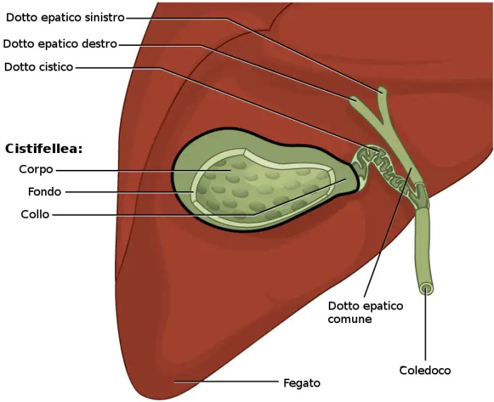 Art-labeling activity the anatomy of the gallbladder and bile ducts