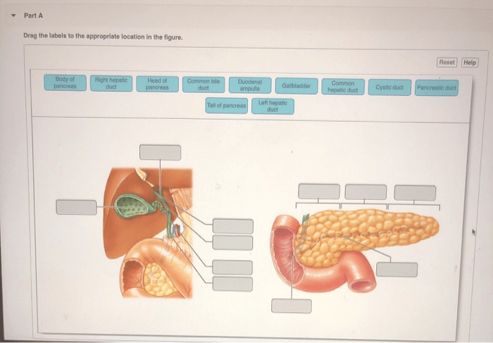 Biliary system bile duct liver common pancreas hepatic duodenum cystic medical point power bladder gall right slideshare ppt